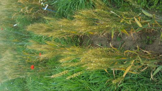 Click for 3 image(s) for this accession.