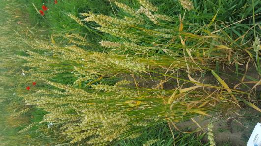 Click for 1 image(s) for this accession.