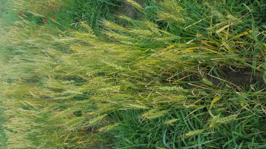 Click for 2 image(s) for this accession.