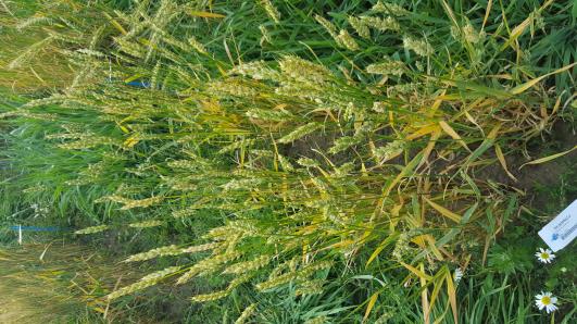 Click for 2 image(s) for this accession.