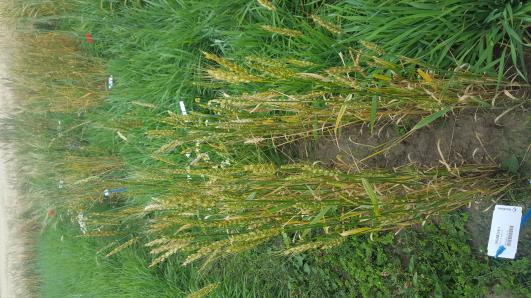 Click for 3 image(s) for this accession.