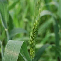 Click for 7 image(s) for this accession. Image