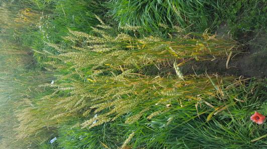 Click for 2 image(s) for this accession.