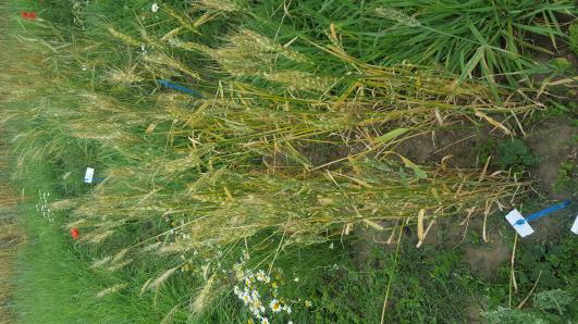 Click for 3 image(s) for this accession.