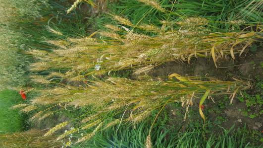 Click for 3 image(s) for this accession.