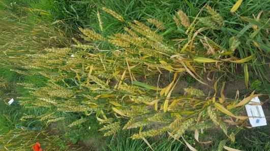 Click for 2 image(s) for this accession.