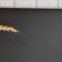 Click for 3 image(s) for this accession. Image