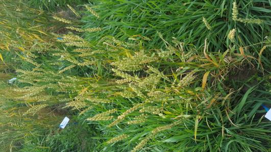 Click for 2 image(s) for this accession.