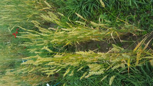 Click for 1 image(s) for this accession.