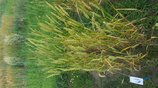 Click for 1 image(s) for this accession.