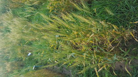 Click for 4 image(s) for this accession.