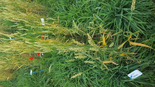 Click for 2 image(s) for this accession.