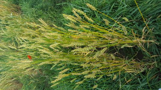 Click for 1 image(s) for this accession.