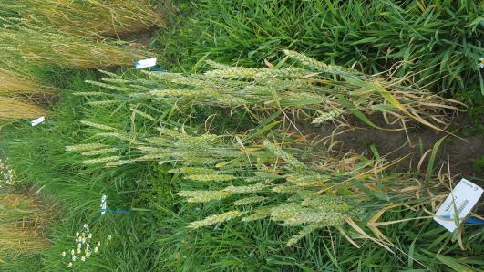 Click for 2 image(s) for this accession.