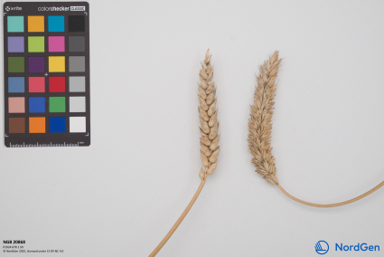 Click for 4 image(s) for this accession. SPIKE