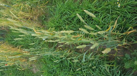 Click for 2 image(s) for this accession.