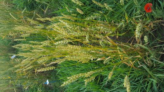 Click for 1 image(s) for this accession.