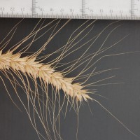 Click for 4 image(s) for this accession. Image