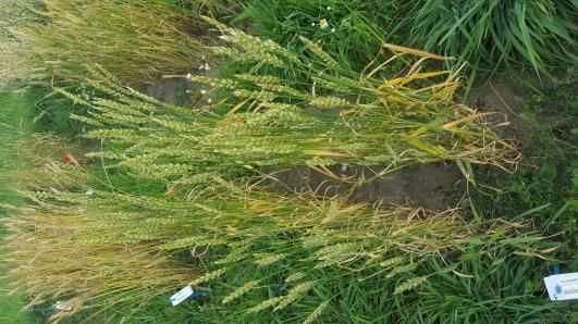 Click for 2 image(s) for this accession.