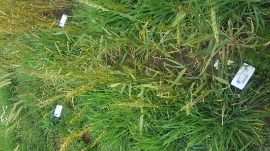 Click for 3 image(s) for this accession.