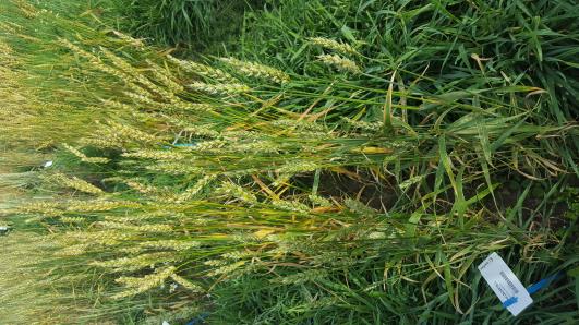 Click for 1 image(s) for this accession.