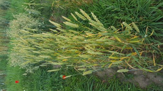 Click for 2 image(s) for this accession.