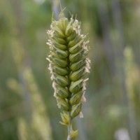 Click for 11 image(s) for this accession. Image