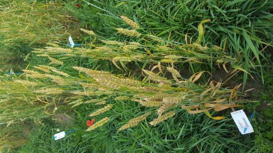 Click for 2 image(s) for this accession.