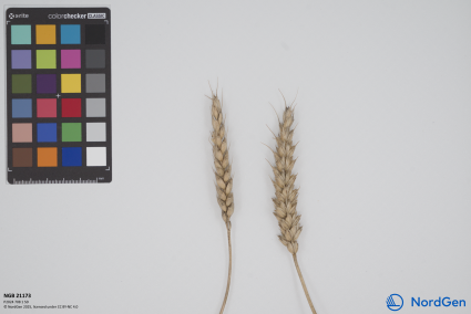 Click for 3 image(s) for this accession. SPIKE