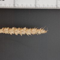 Click for 2 image(s) for this accession. Image