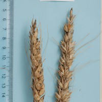 Click for 2 image(s) for this accession. Image