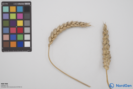 Click for 4 image(s) for this accession. SPIKE