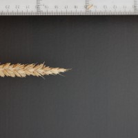 Click for 2 image(s) for this accession. Image