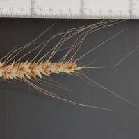 Click for 2 image(s) for this accession. Image