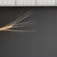 Click for 3 image(s) for this accession. Image