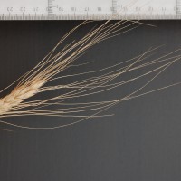 Click for 2 image(s) for this accession. Image