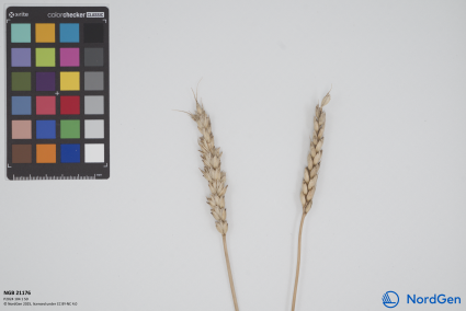 Click for 3 image(s) for this accession. SPIKE