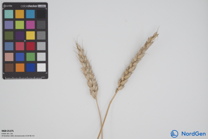 Click for 3 image(s) for this accession. SPIKE