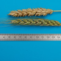 Click for 1 image(s) for this accession. Image