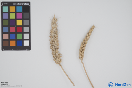 Click for 1 image(s) for this accession. SPIKE