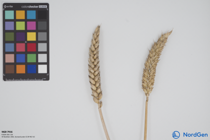 Click for 1 image(s) for this accession. SPIKE