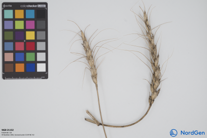 Click for 3 image(s) for this accession. SPIKE