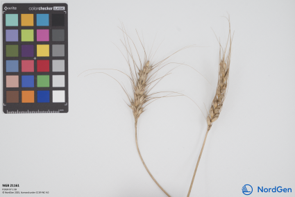 Click for 3 image(s) for this accession. SPIKE