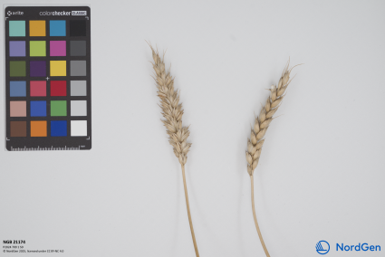 Click for 3 image(s) for this accession. SPIKE