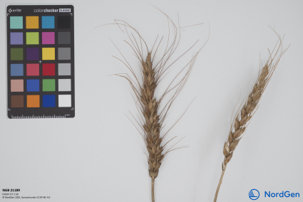 Click for 3 image(s) for this accession. SPIKE