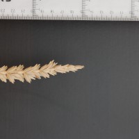 Click for 2 image(s) for this accession. Image