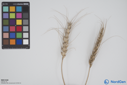 Click for 3 image(s) for this accession. SPIKE