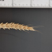 Click for 2 image(s) for this accession. Image