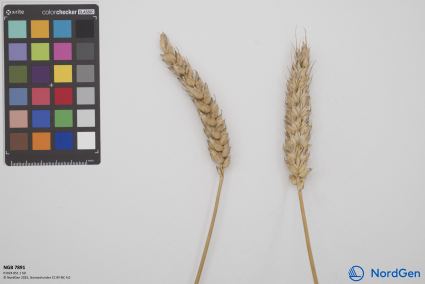 Click for 2 image(s) for this accession. SPIKE