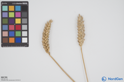 Click for 1 image(s) for this accession. SPIKE